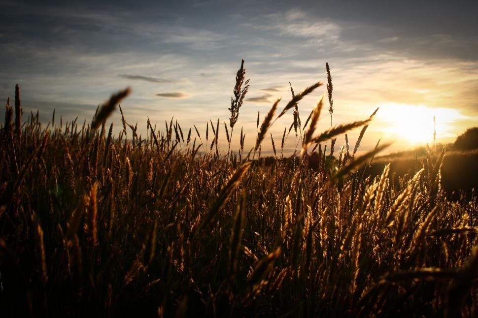 Free Image of Wheat Field 