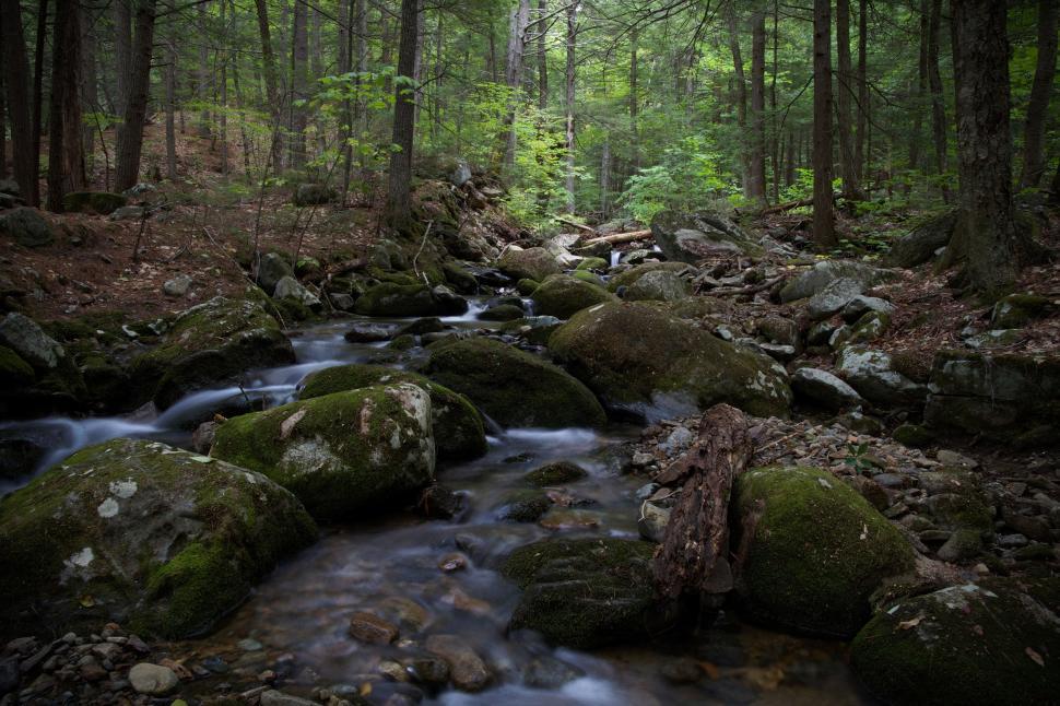 Free Image of Water Stream in Forest  