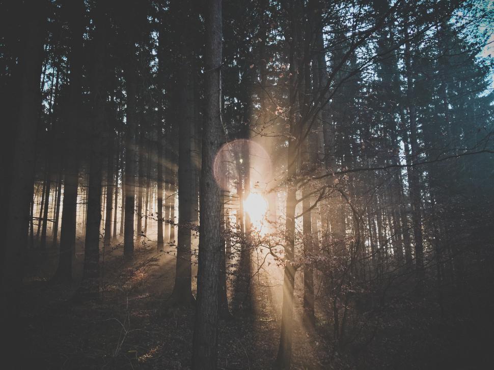 Free Image of Sunlight and Trees  