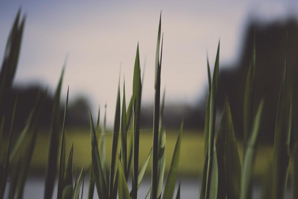 Free Image of Green Grass Plant  