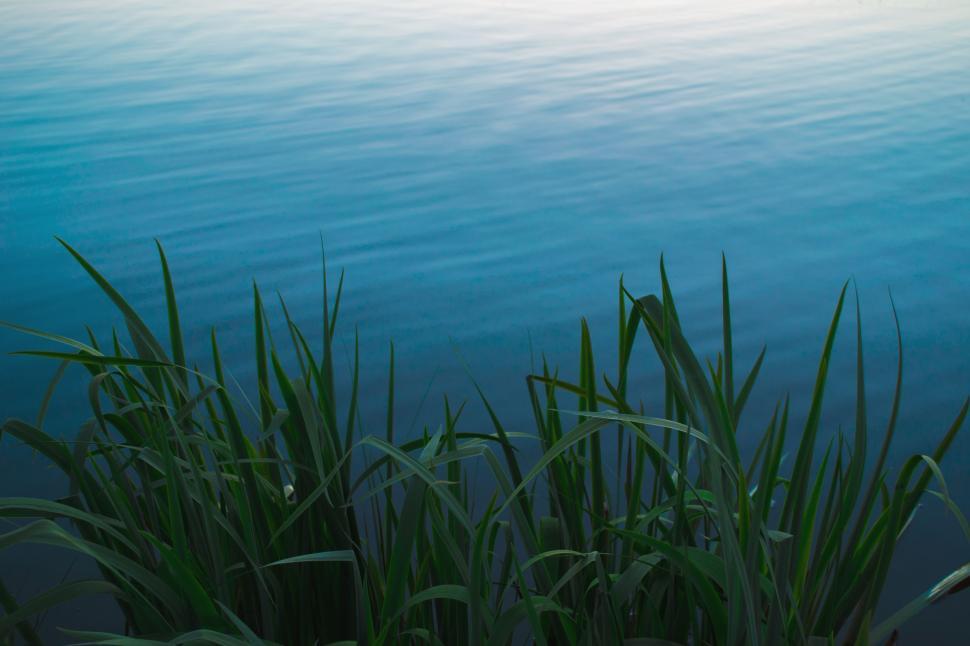 Free Image of Grass and Lake  