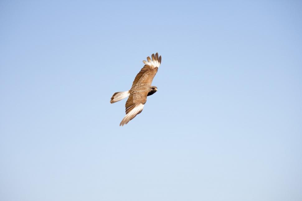 Free Image of Eagle in the air  