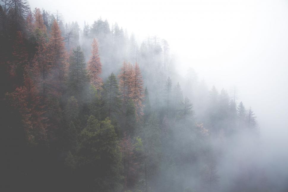 Free Image of Misty Forest  