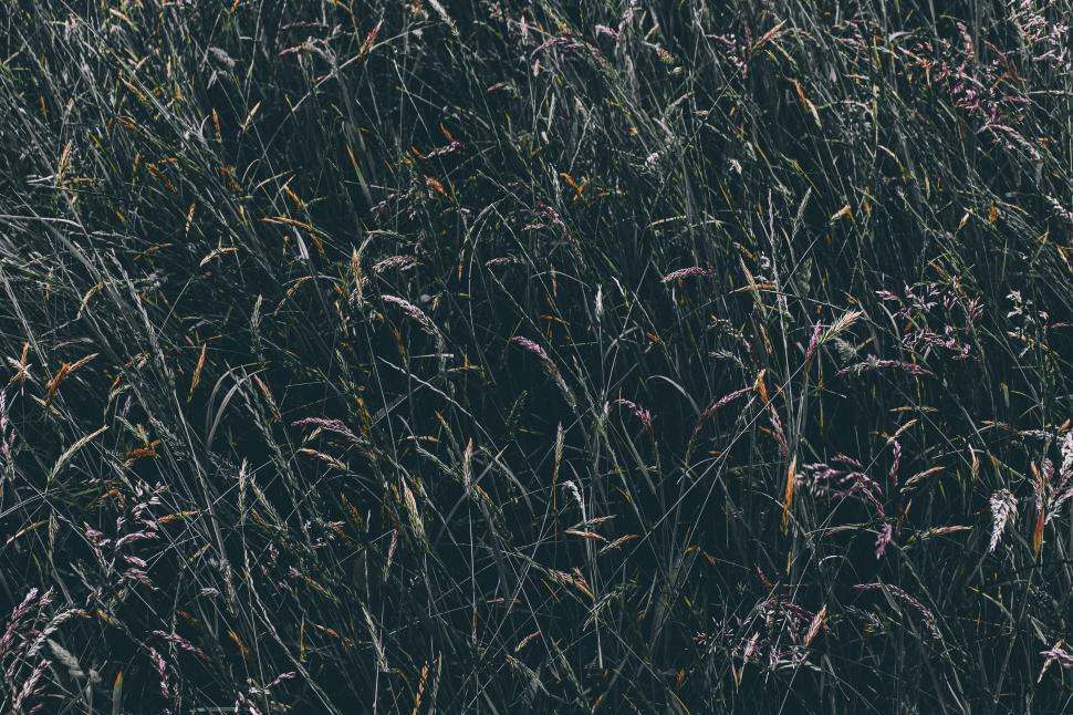 Free Image of Wheat Field - Background  