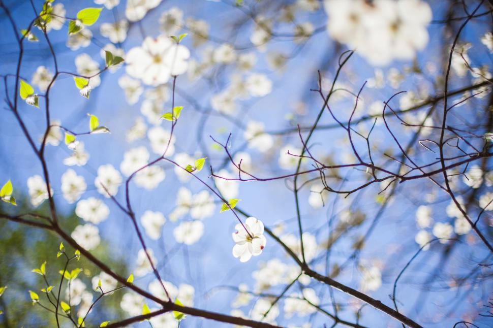 Free Image of White Flowers and Sky  