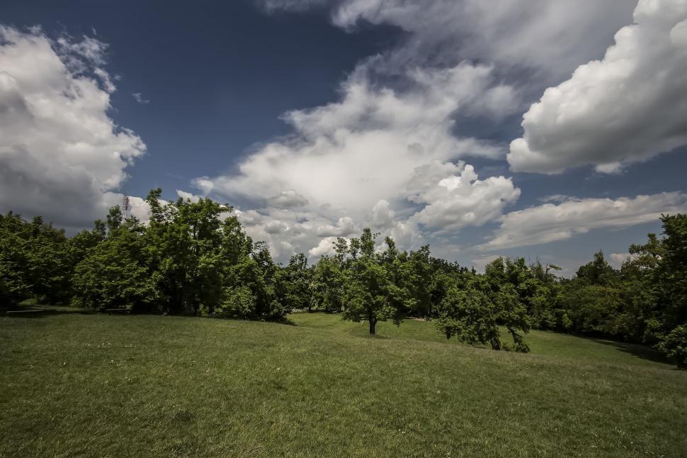Free Image of Trees and Green Grass  