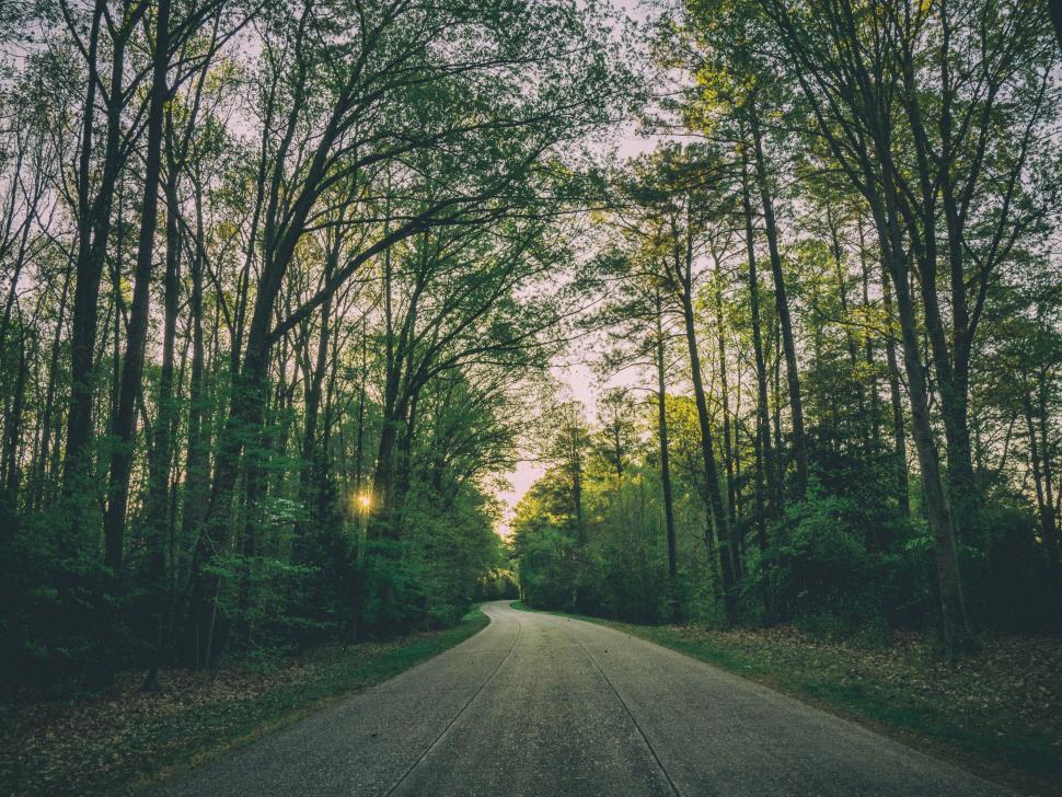 Free Image of Forest Road with trees  