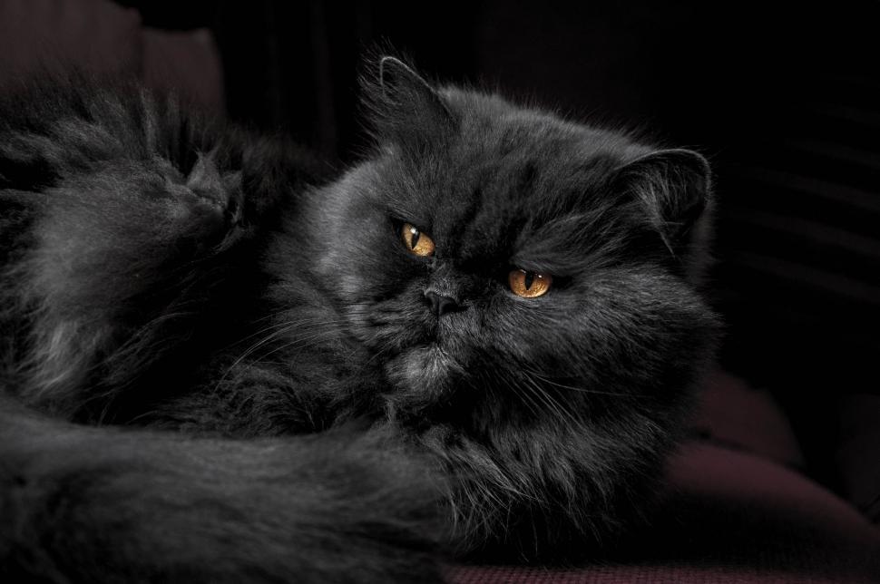 Free Image of Black Cat  