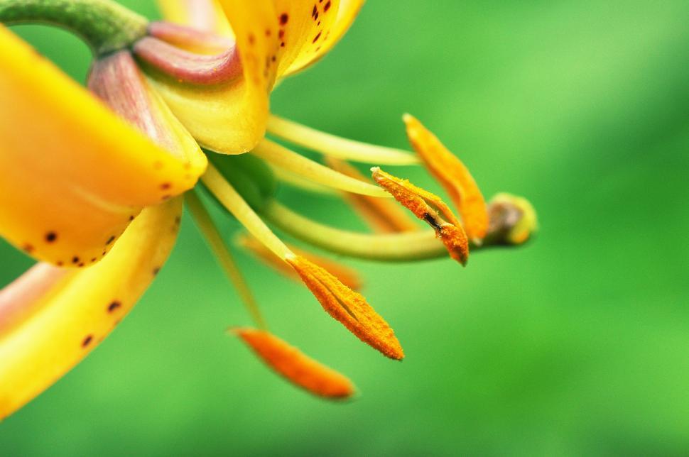 Free Image of Stamens of yellow flower  