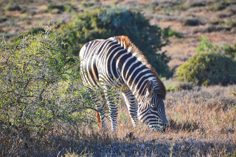 Free Image of Zebra  