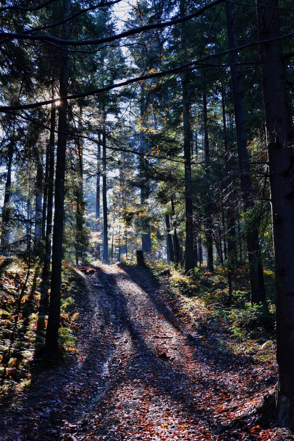 Free Image of Path in Forest 