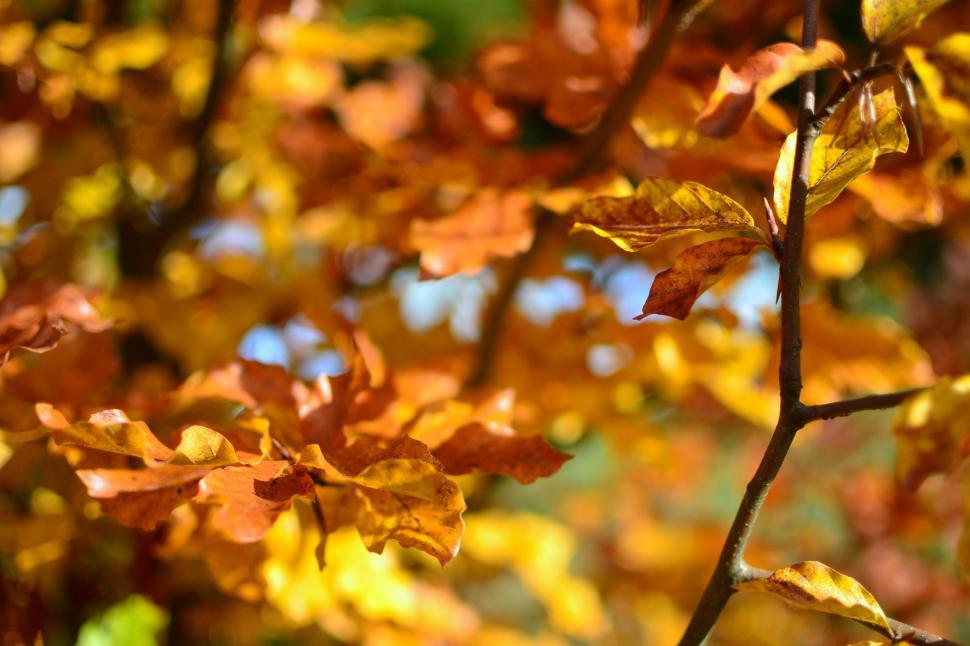 Free Image of Yellow Autumn Leaves  