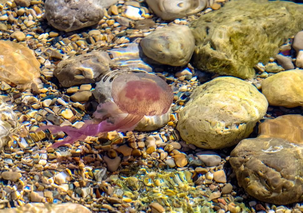 Free Image of Purple Jellyfish  