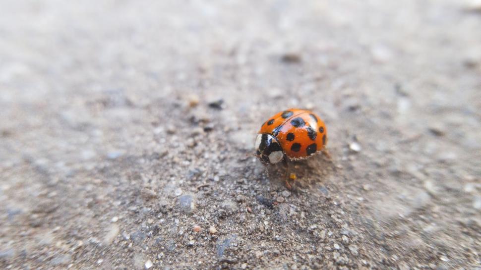Free Image of Ladybird beetle 