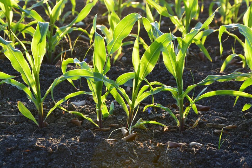 Free Image of Corn seedlings 