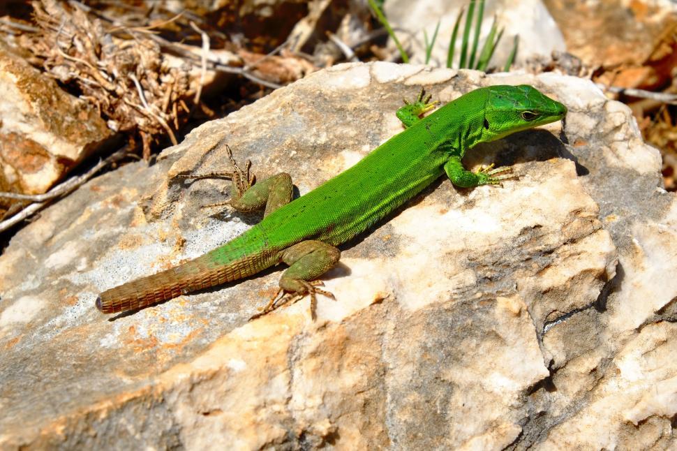 Free Image of Green Lizard  