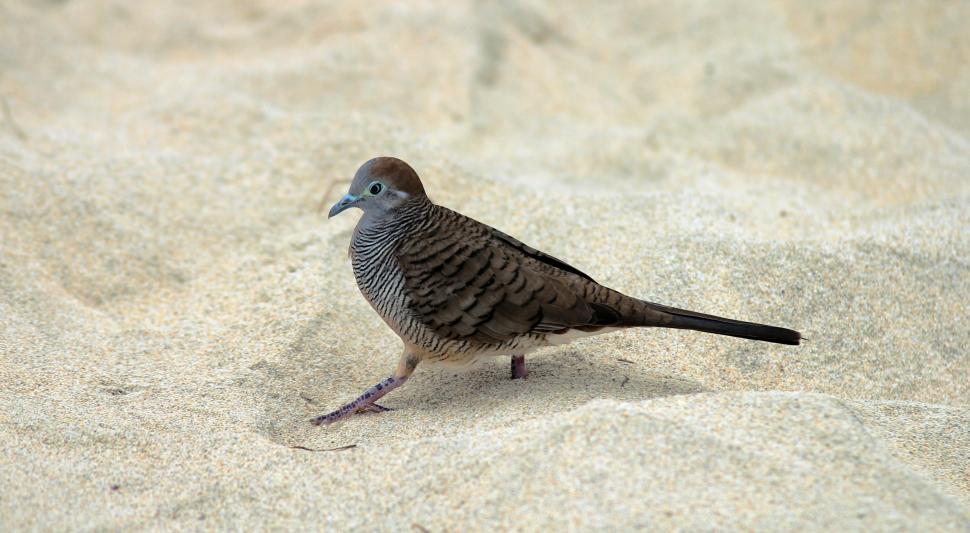 Free Image of Bird on sand 
