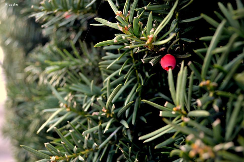 Free Image of Pine needles on a Christmas tree 