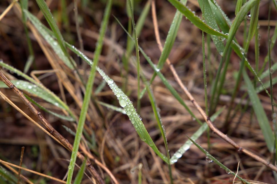 Free Image of Grass and Water 