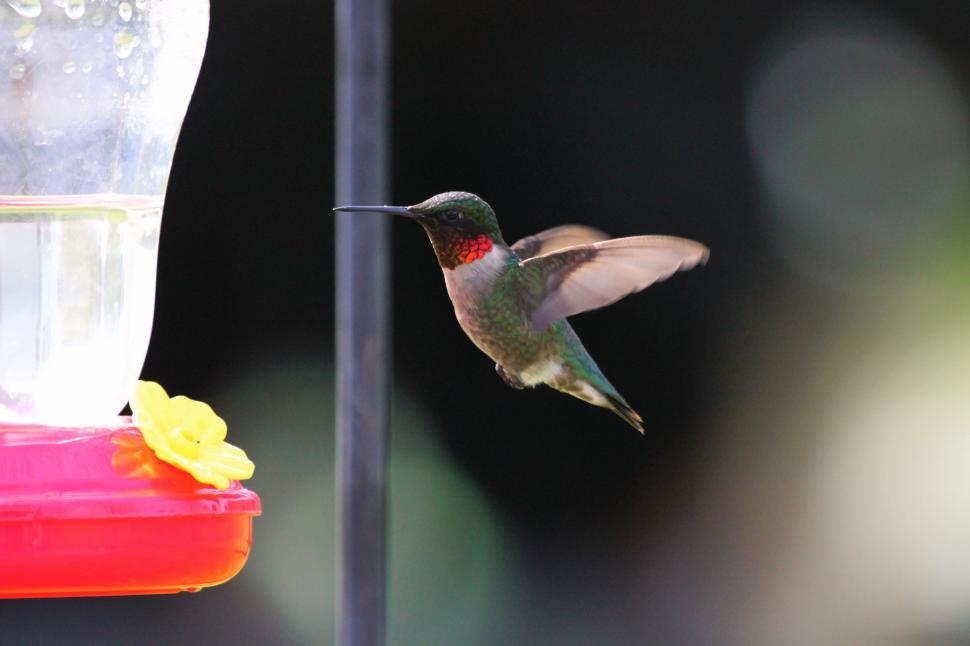 Free Image of Hummingbird next to bird feeder  