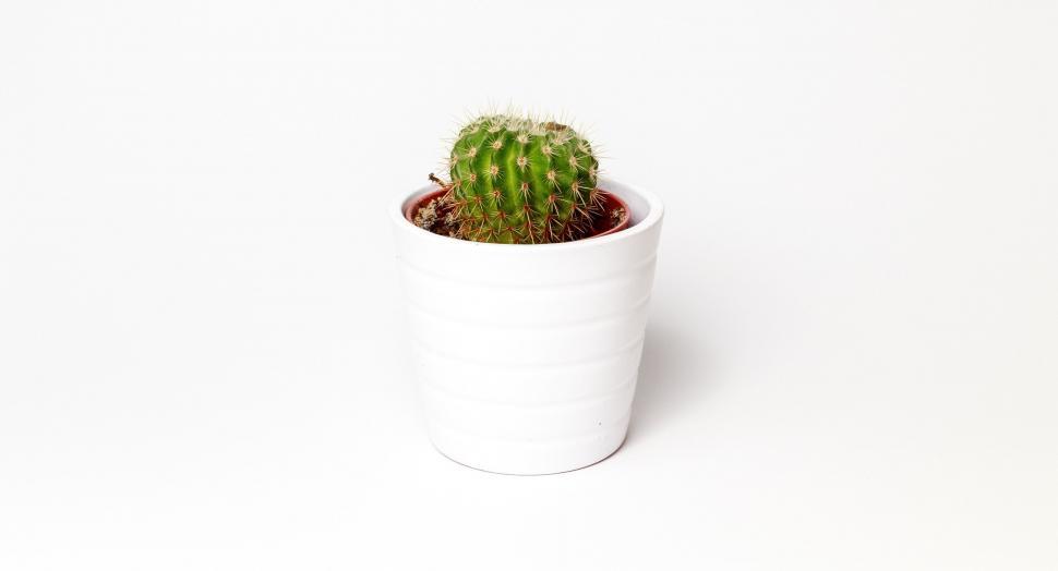 Free Image of Cactus in white pot  