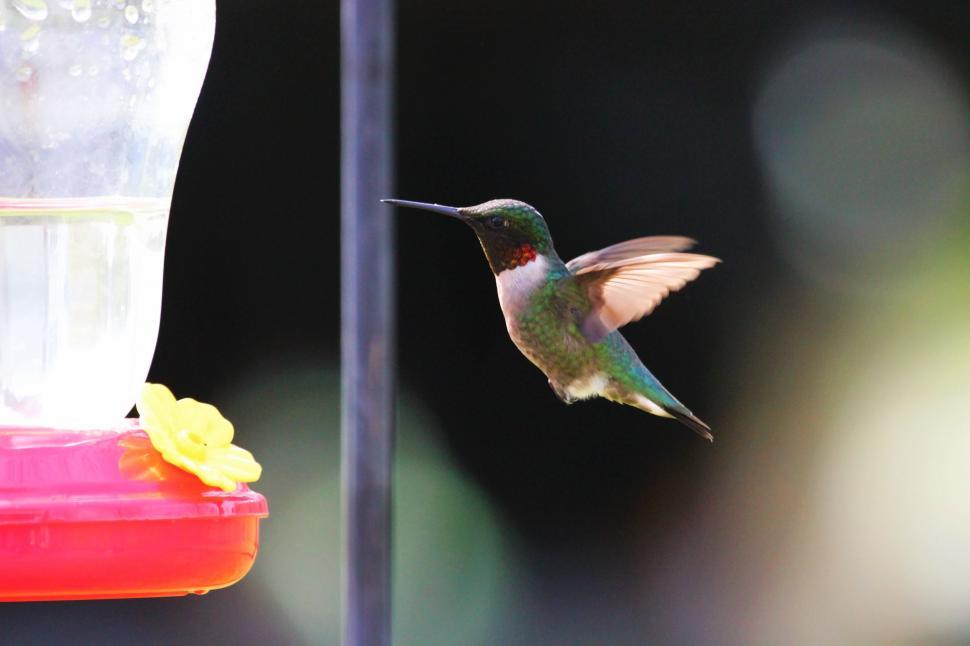 Free Image of Hummingbird  