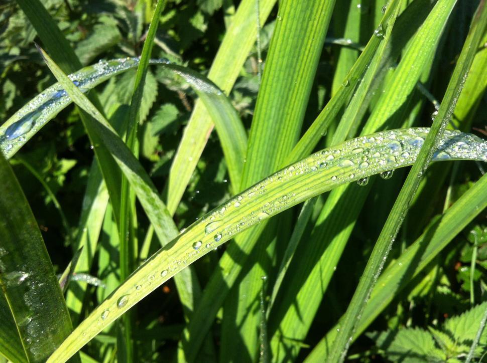Free Image of Wet Blade Grass  