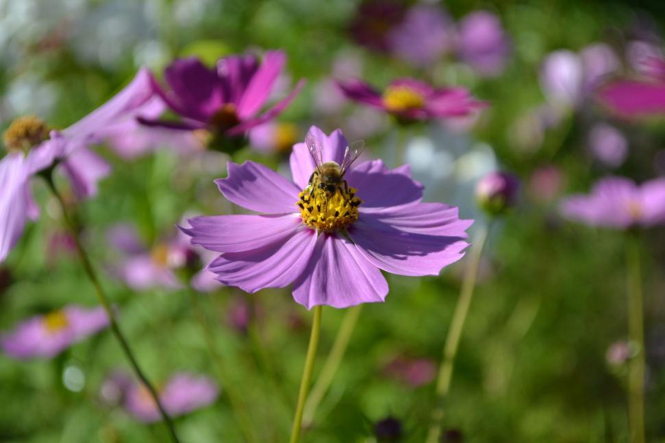 Free Image of Bee on purple flower  