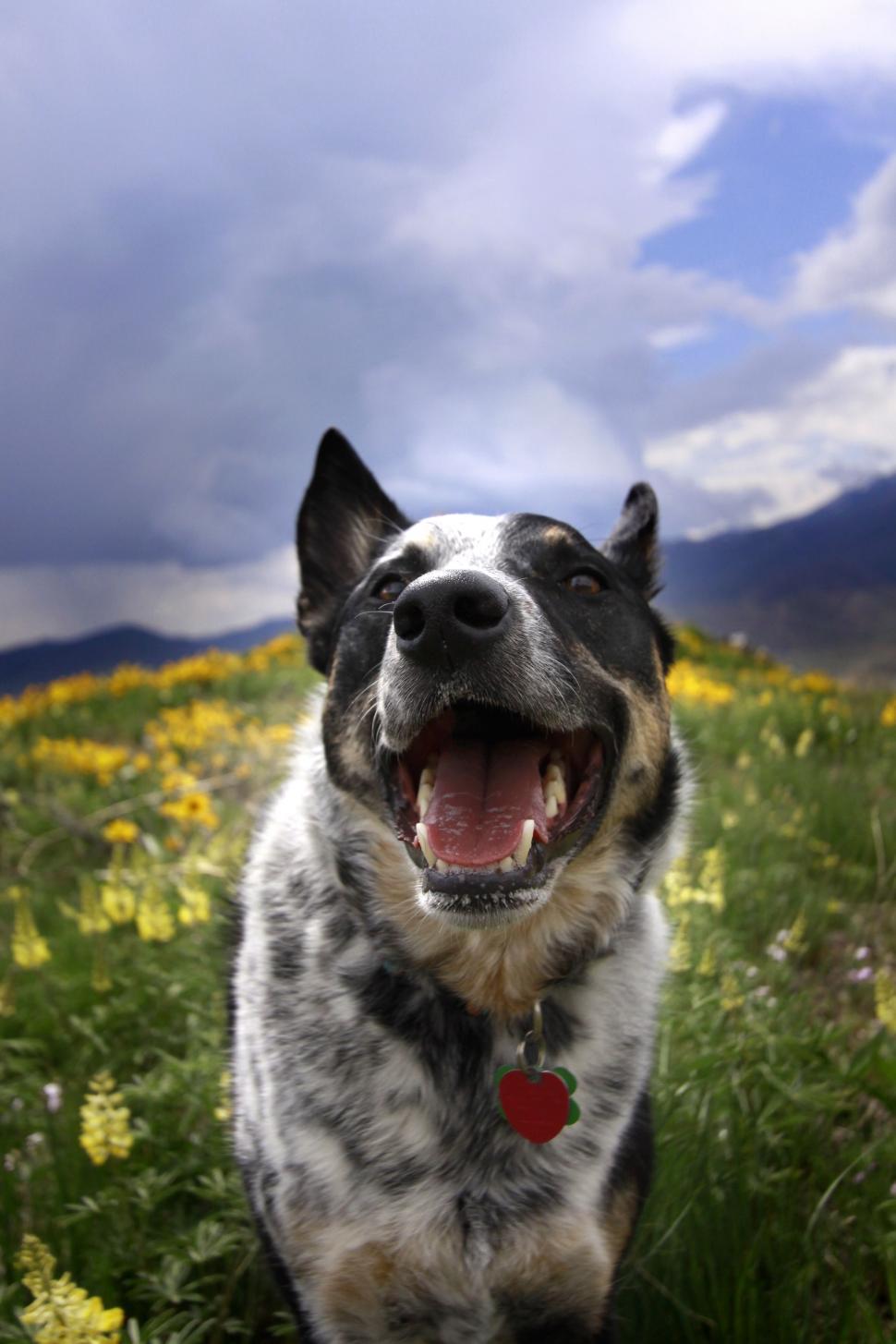 Download Free Stock Photo of Dog in wild flowers garden 