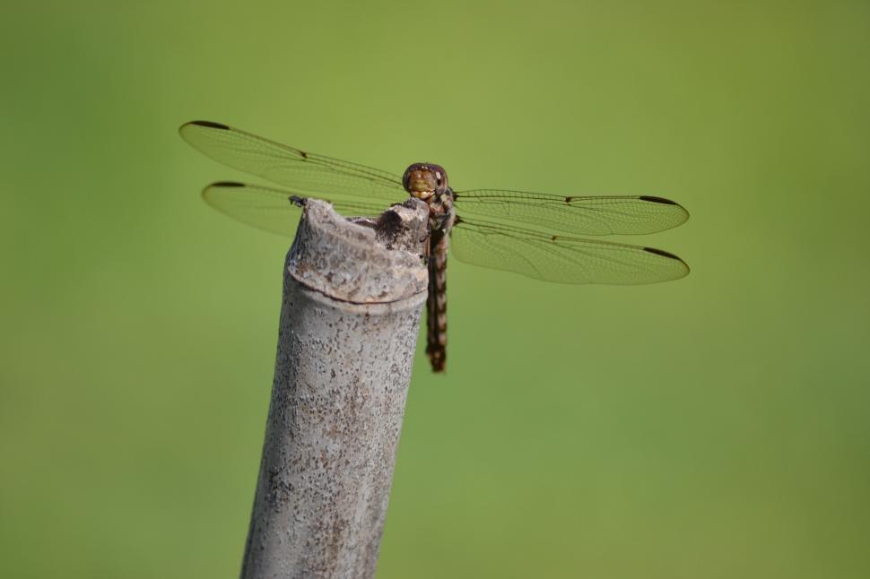 Free Image of Dragonfly 