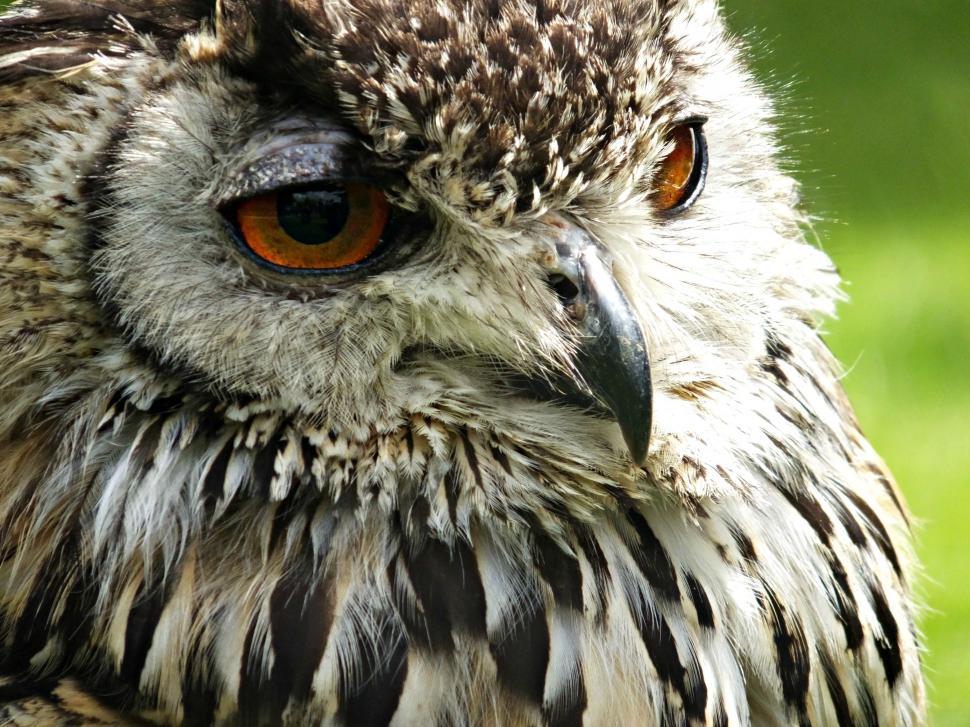 Free Image of One Owl 