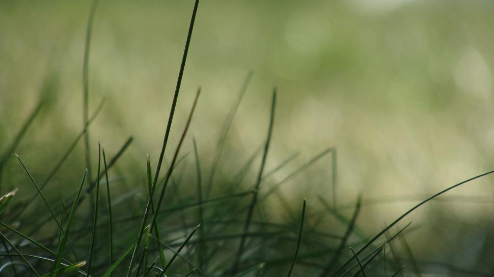 Free Image of Grass  