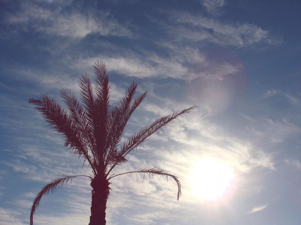 Free Image of Palm Tree and Sun  