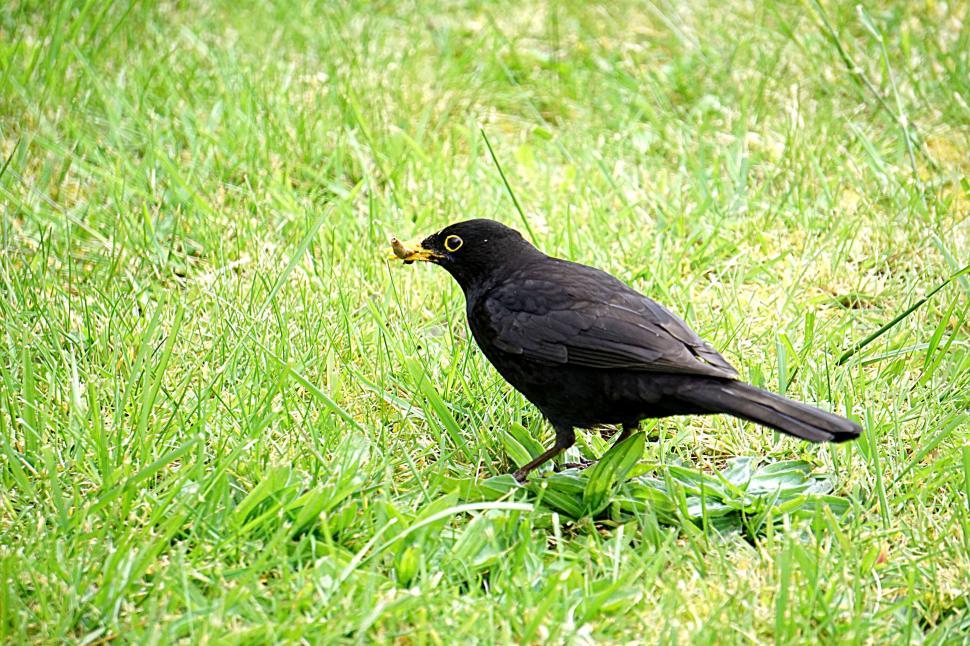 Free Image of Common blackbird 