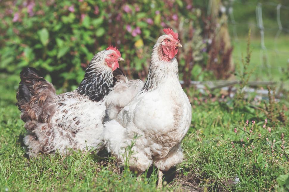 Free Image of Two Chicken 