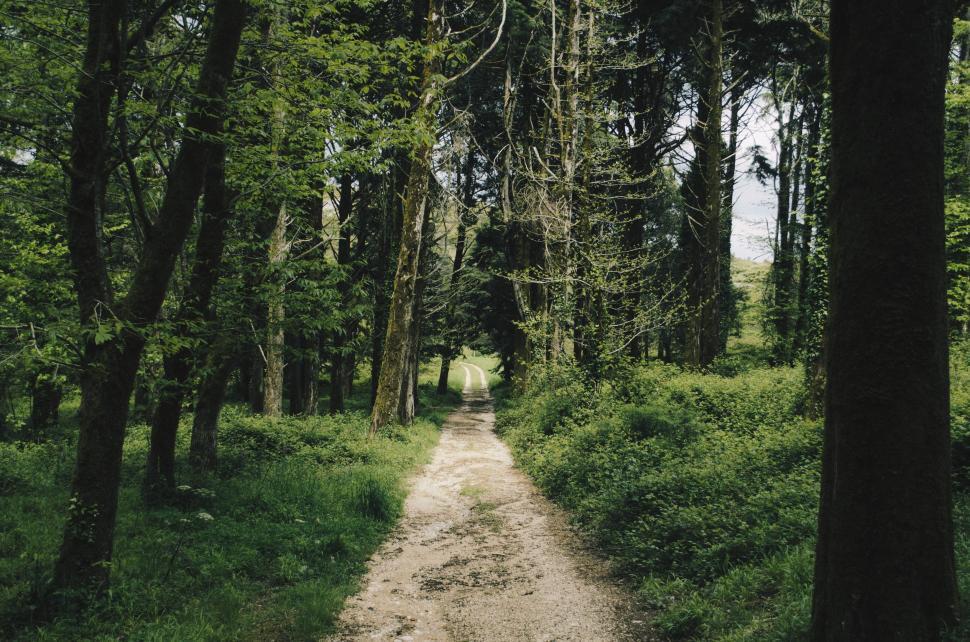Free Image of Forest Path with Trees  