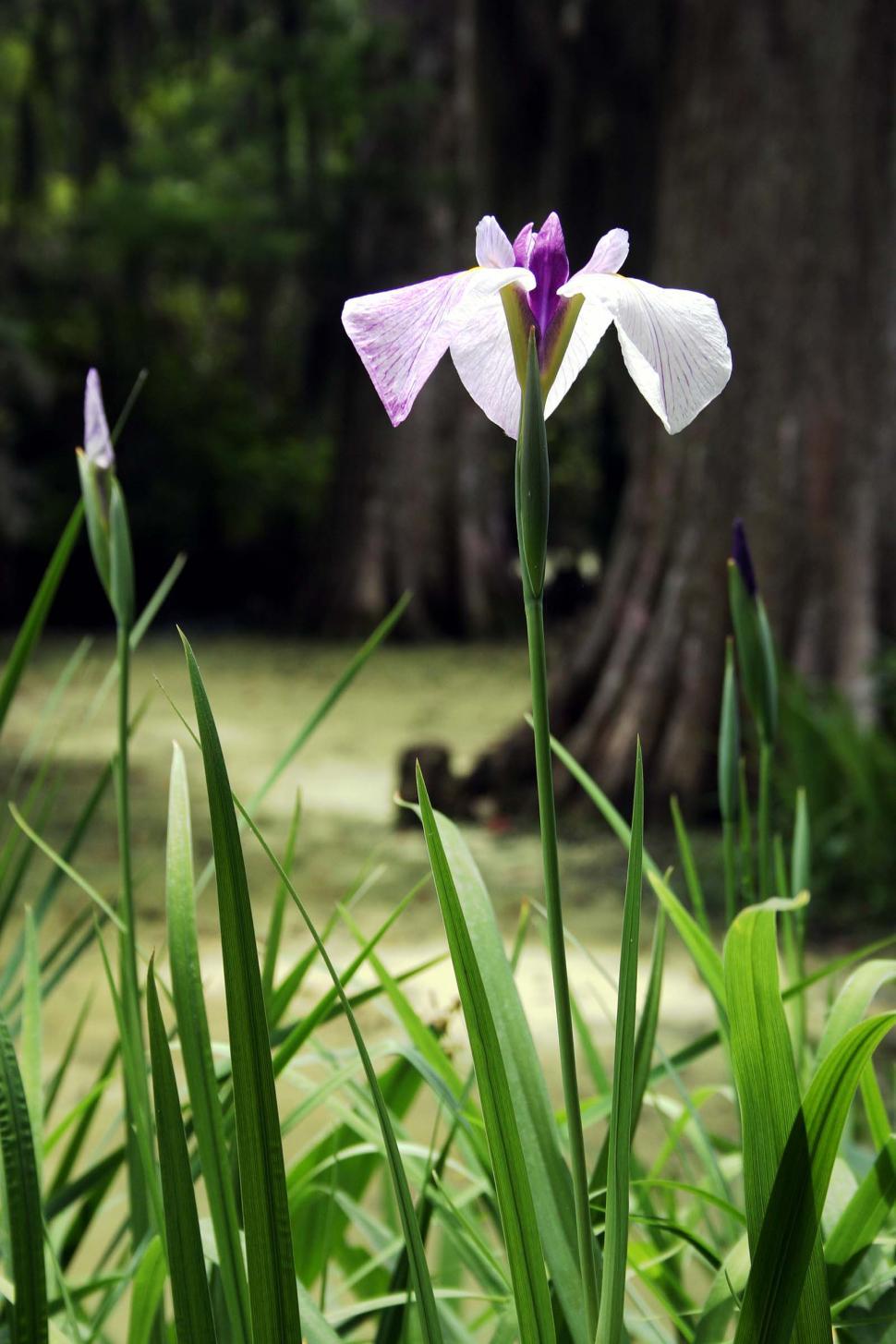 Free Image of Purple and White Flower in Grassy Area 