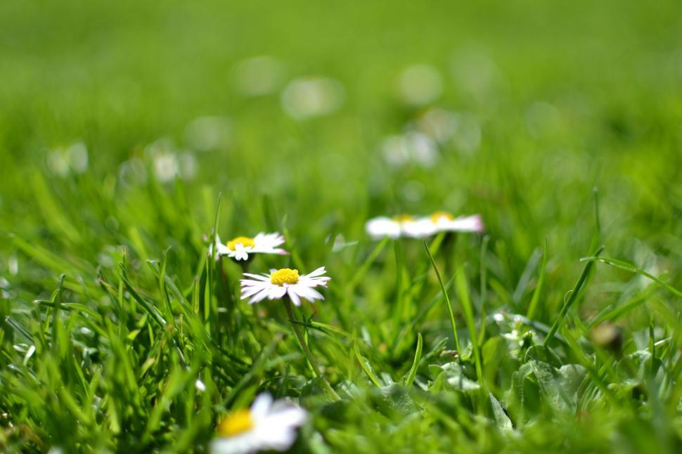 Free Image of White Flowers on Green Grass  