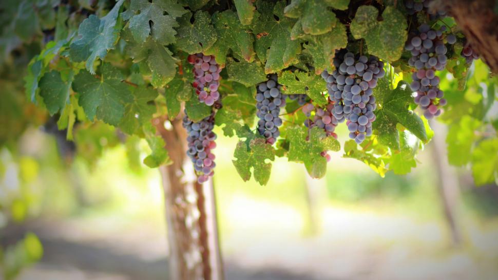 Free Image of Grapes on Tree  