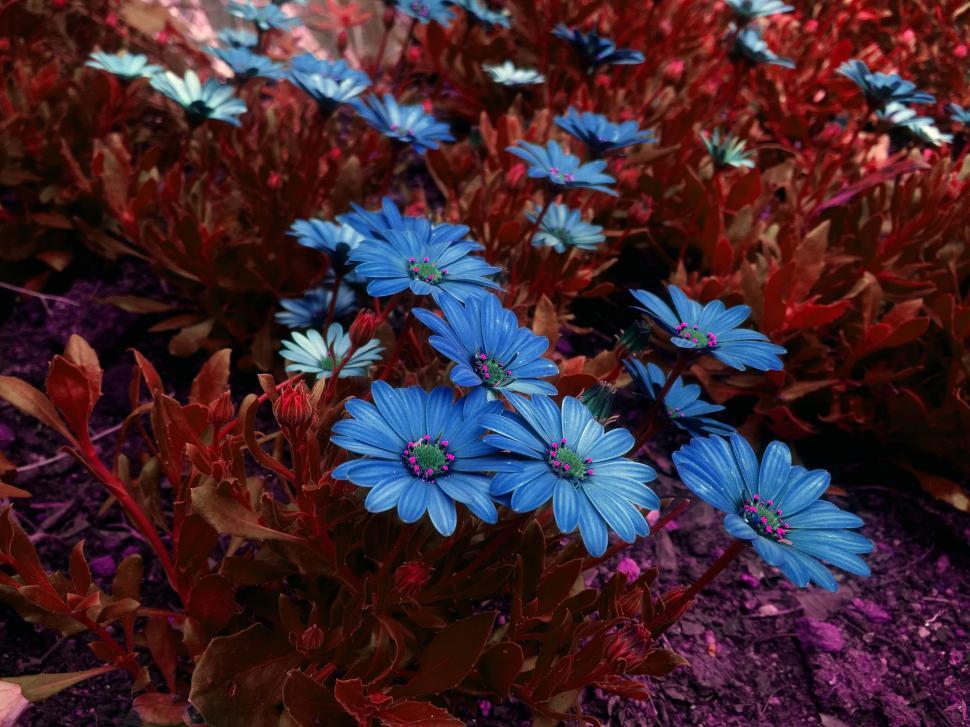 Free Image of Blue Flowers in Garden  
