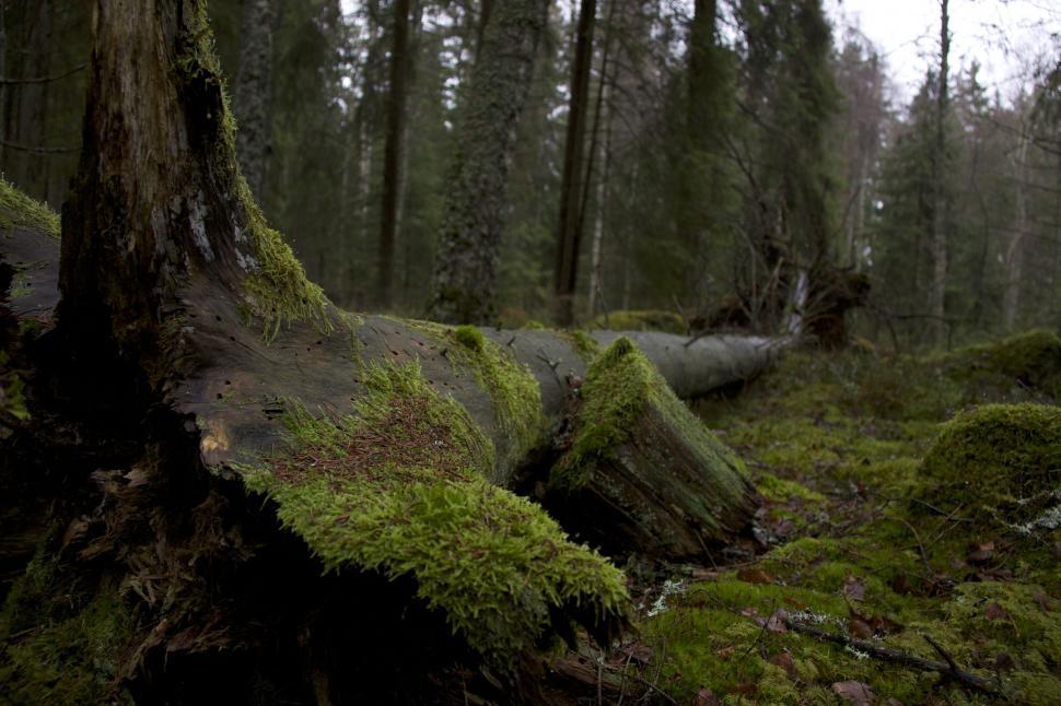 Free Image of Tree Trunk and Moss  