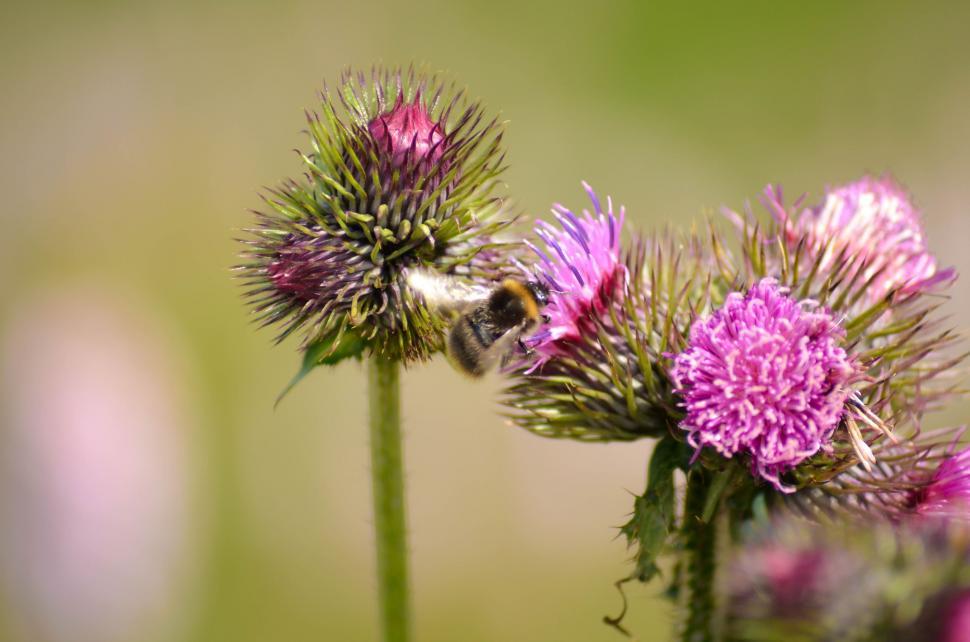 Free Image of Bee on Flowers  