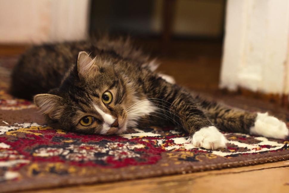Free Image of Cat on Carpet  