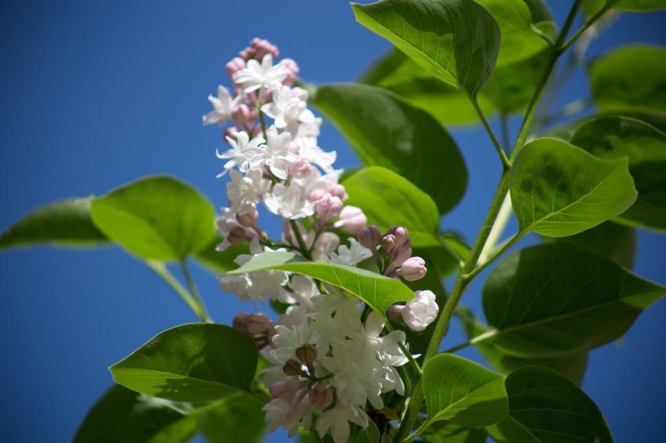 Free Image of White Flowers and Leaves  