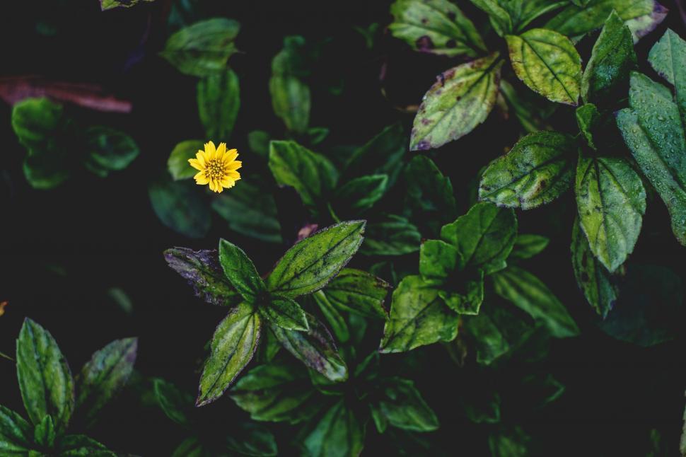 Free Image of Green Leaves and Yellow Flower  