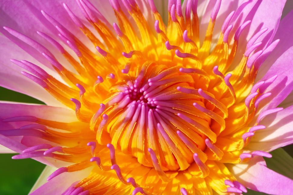 Free Image of Water lily flower 