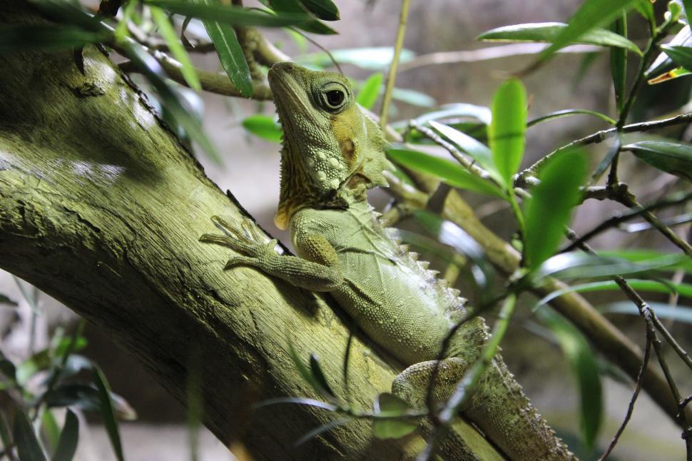 Free Image of Green Lizard on Tree - eye contact  