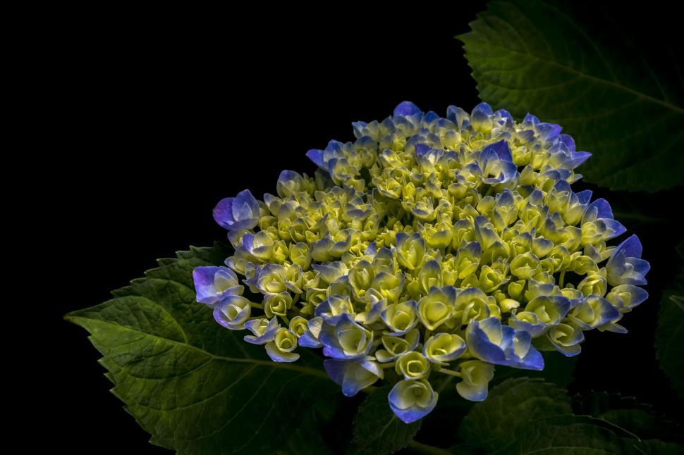 Free Image of Blue and yellow flowers 