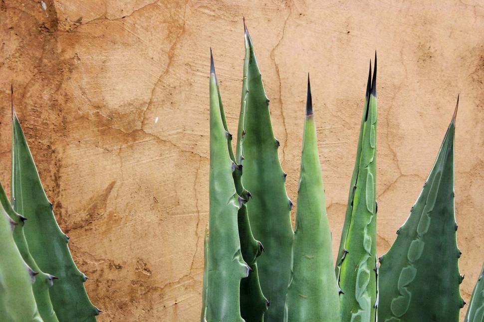 Free Image of Agave against stucco 