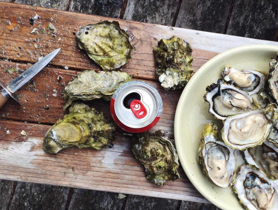 Free Image of Opened oysters with Soda Can  